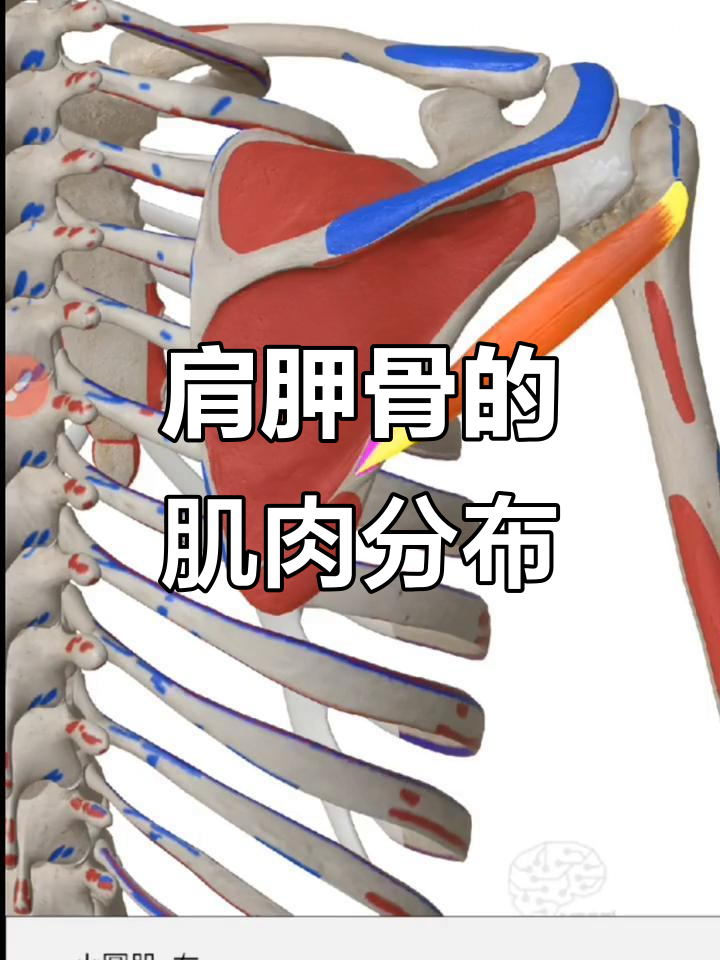 肩胛骨上的肌肉全解析，看看你知道多少