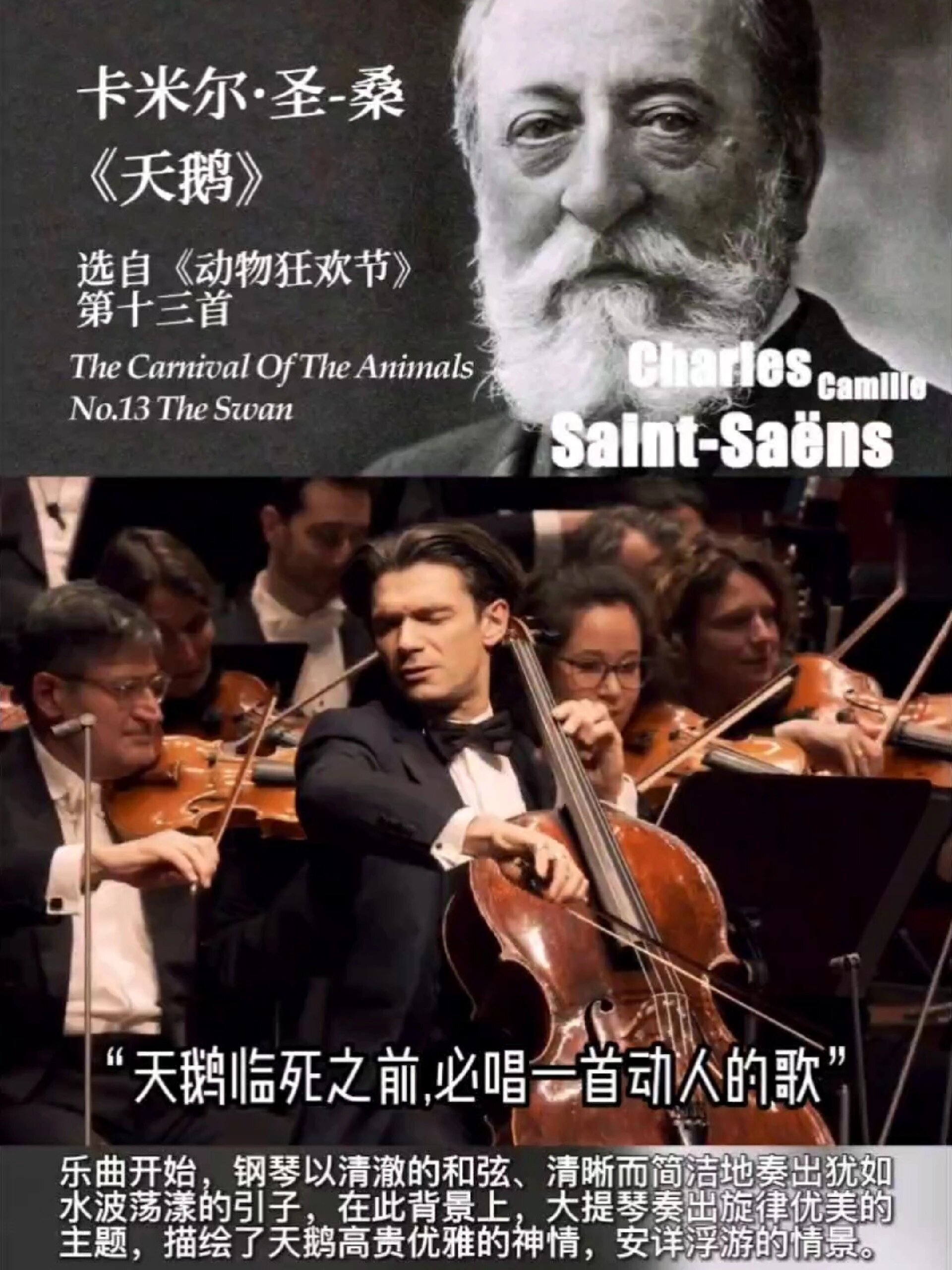 《天鹅》卡米尔·圣桑
