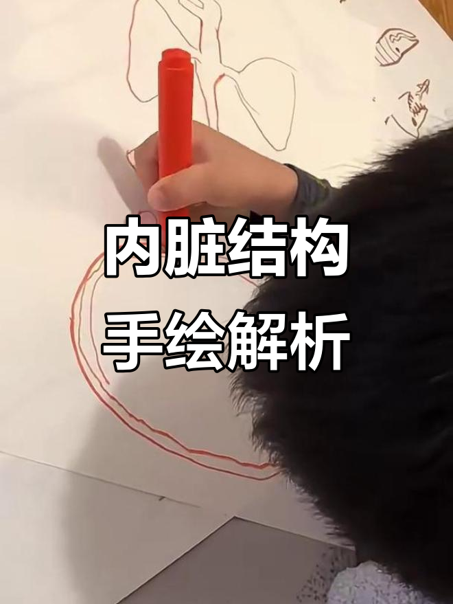 人体内脏解剖图解：从心脏到膀胱的详细绘制