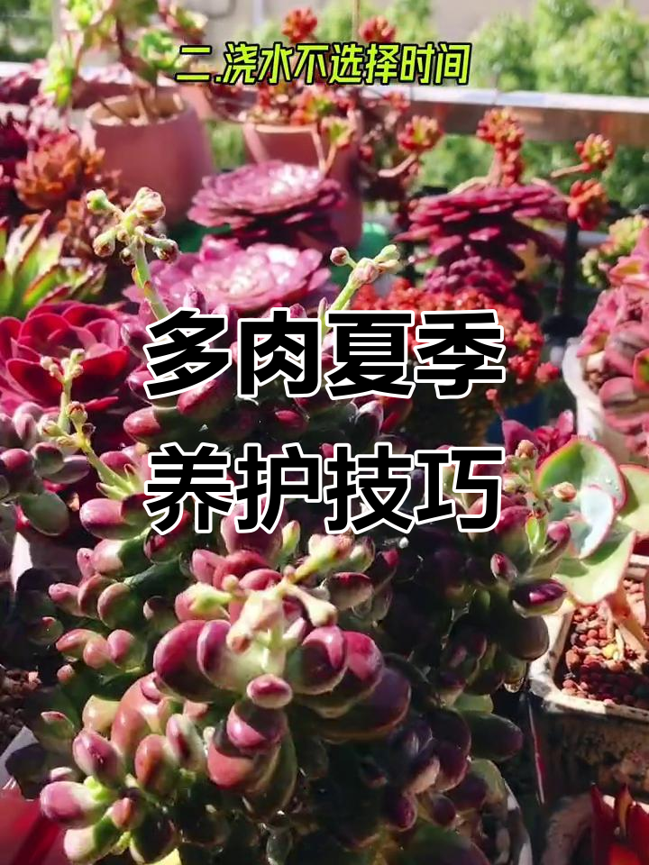 多肉养护误区:避免这些常见问题,让乒乓福娘健康开花