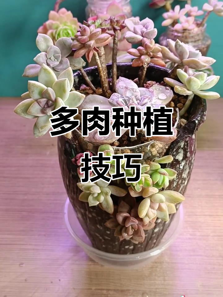 缺口盆种多肉,轻松搞定不漏土