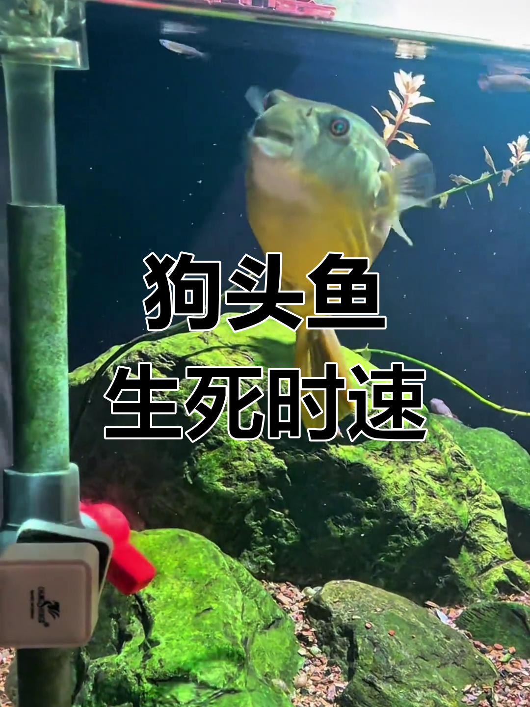 狗头鱼生病全程记录:从肚子鼓包到奇迹重生