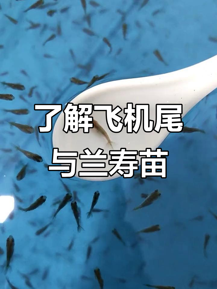 飞机尾真相大揭秘,兰寿金鱼繁殖误区解析