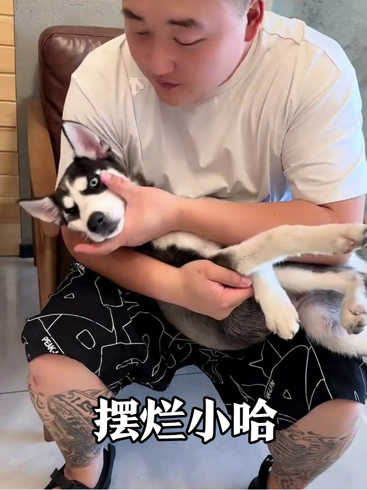 二哈幼犬被抱着就摆烂！摸肚子眼神迷离，换姿势继续瘫软