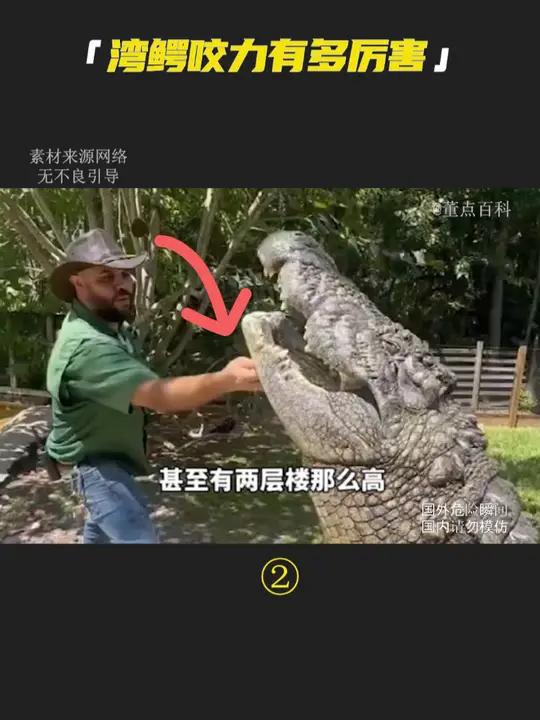 湾鳄的咬合力有多可怕?它和孟加拉虎谁厉害?百科 科普 湾鳄 危险动作请勿模仿 动物