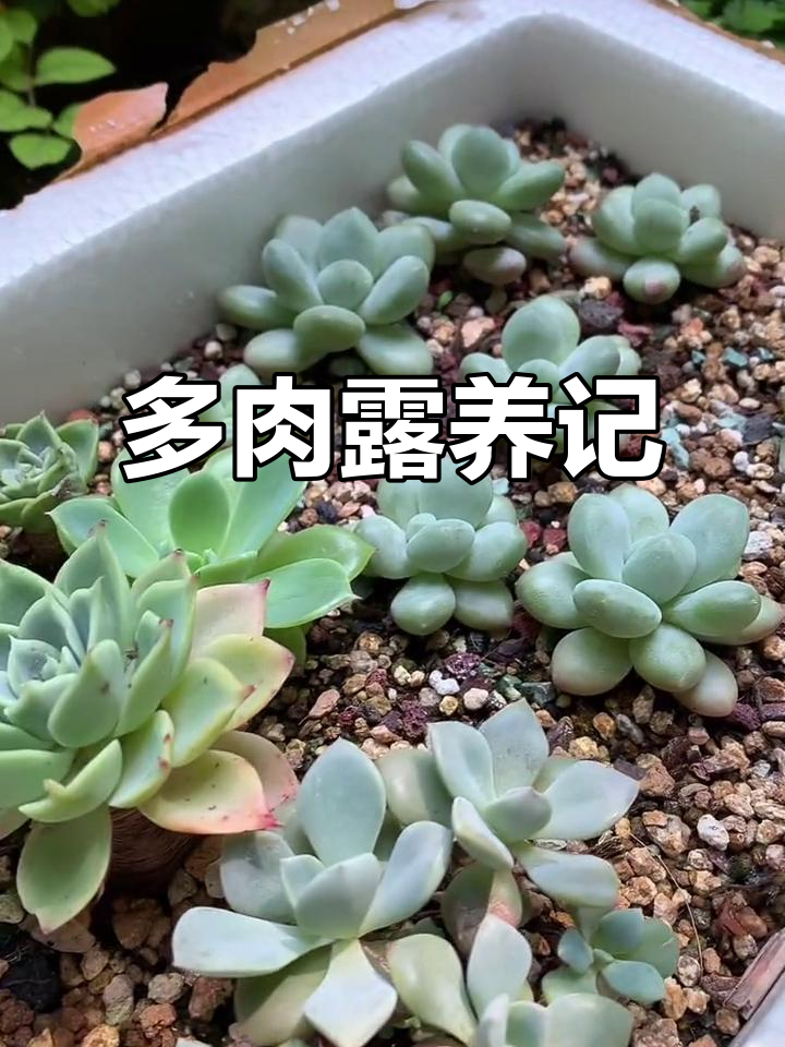 楼下花园的多肉植物,劳伦斯长得更胖了