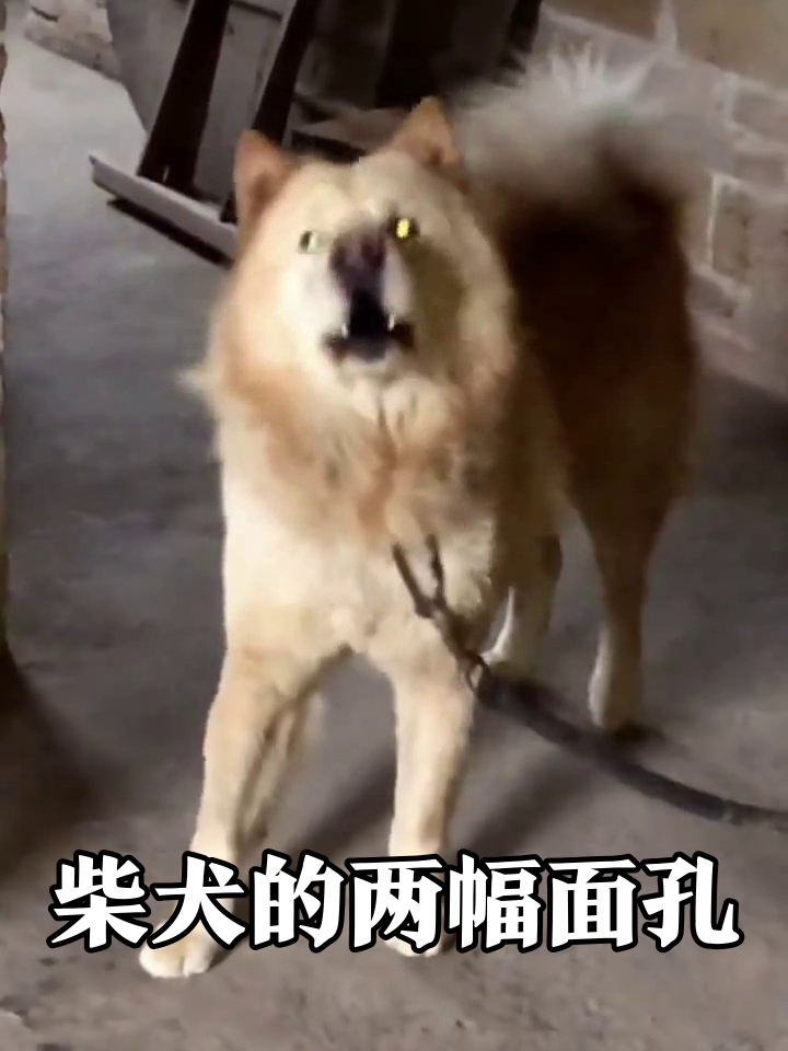 摆烂柴犬秒变表情包,眼睛发光吓退打工人