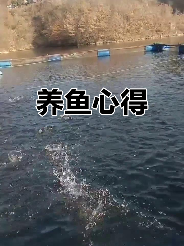 养殖十年的经验,鮰鱼比鲈鱼更难养,实践才能避免常见误区