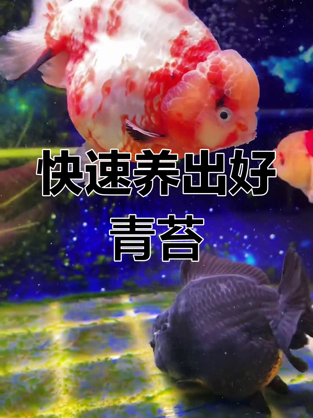 如何培养鱼缸青苔,提升水质与金鱼增色