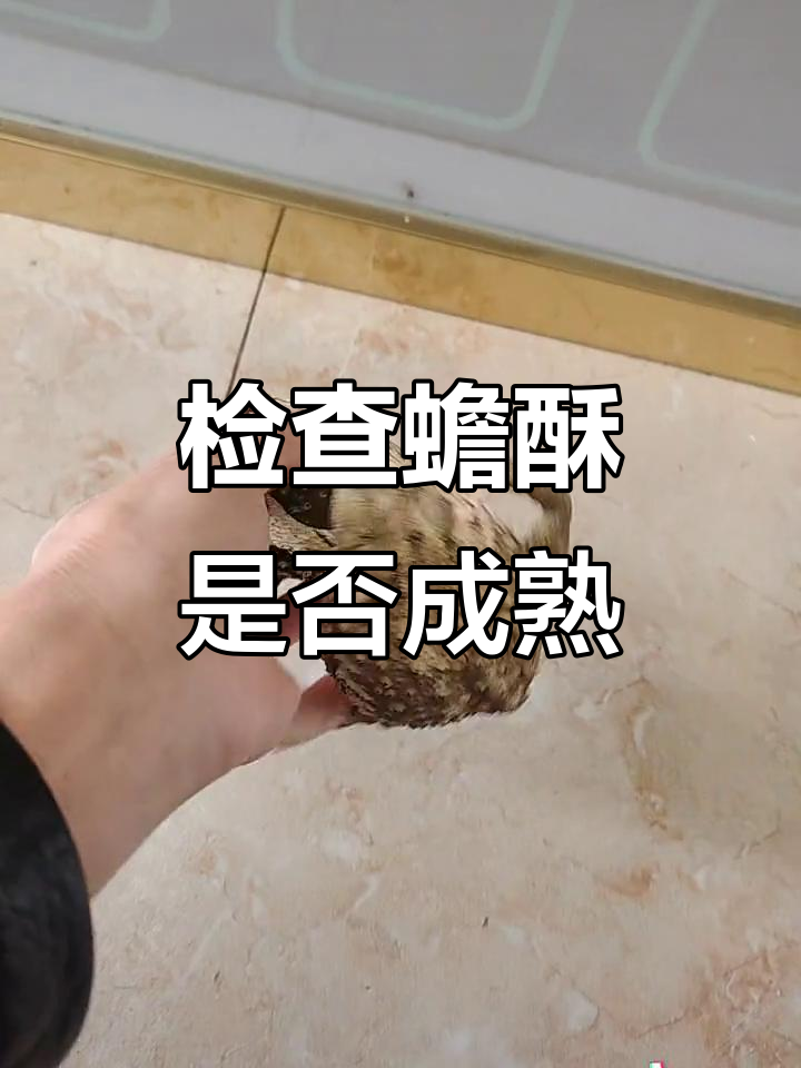 中华大蟾蜍的蟾酥成熟了吗?养殖技巧揭秘
