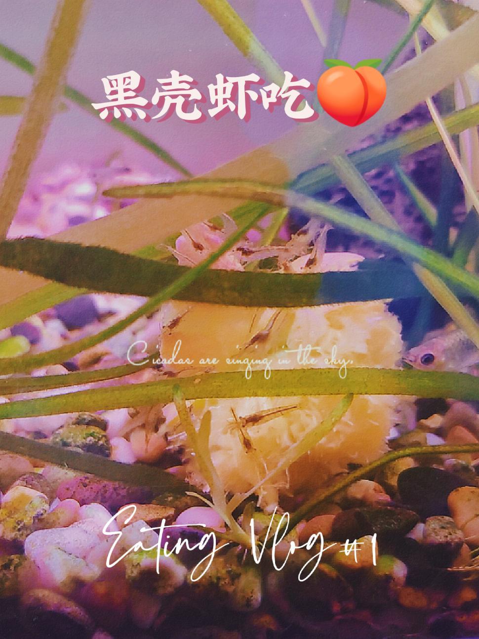 小虾米是爱吃的 黑壳虾 养虾 草缸 草缸