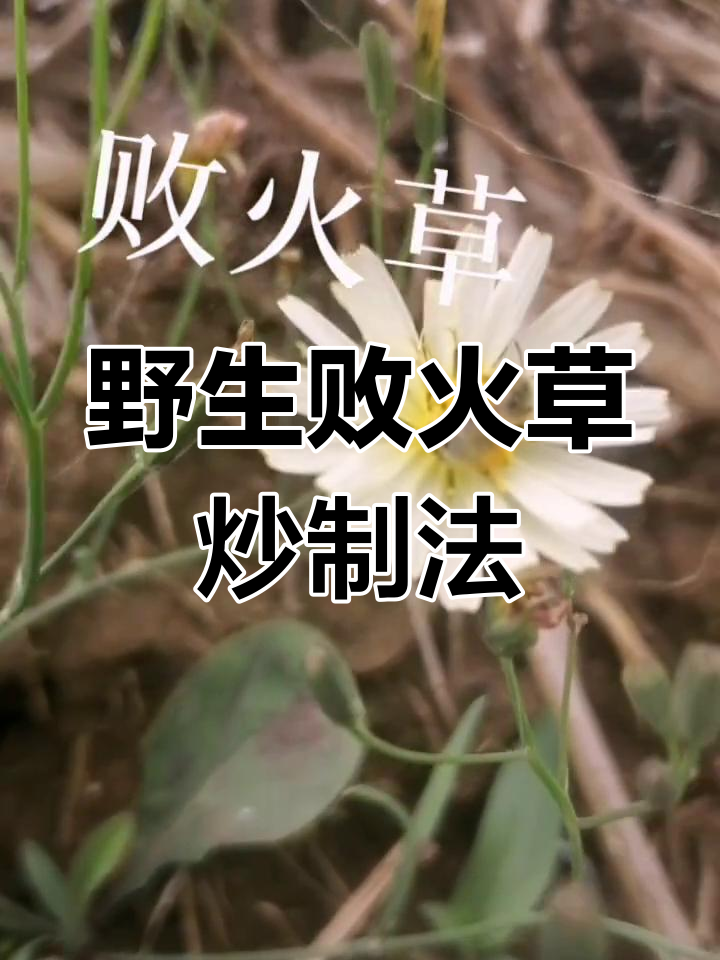 败火草:苦菜茶的独特制作方法与价值