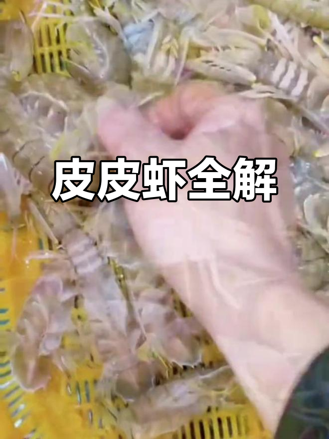 皮皮虾品种大揭秘:从黑壳到王者血尾,你吃过几种?