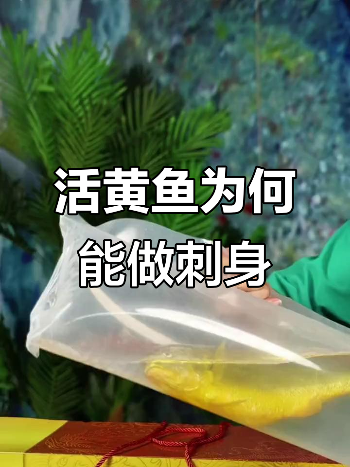 为什么只有活黄鱼才能做刺身?揭秘高品质大黄鱼的秘密