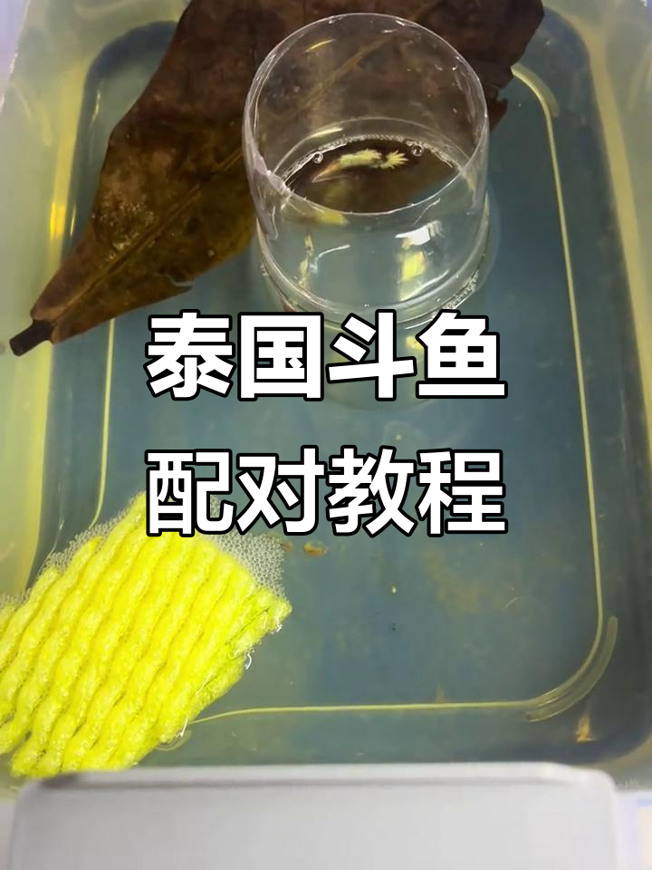 泰国斗鱼配对技巧:如何让公母鱼成功繁殖