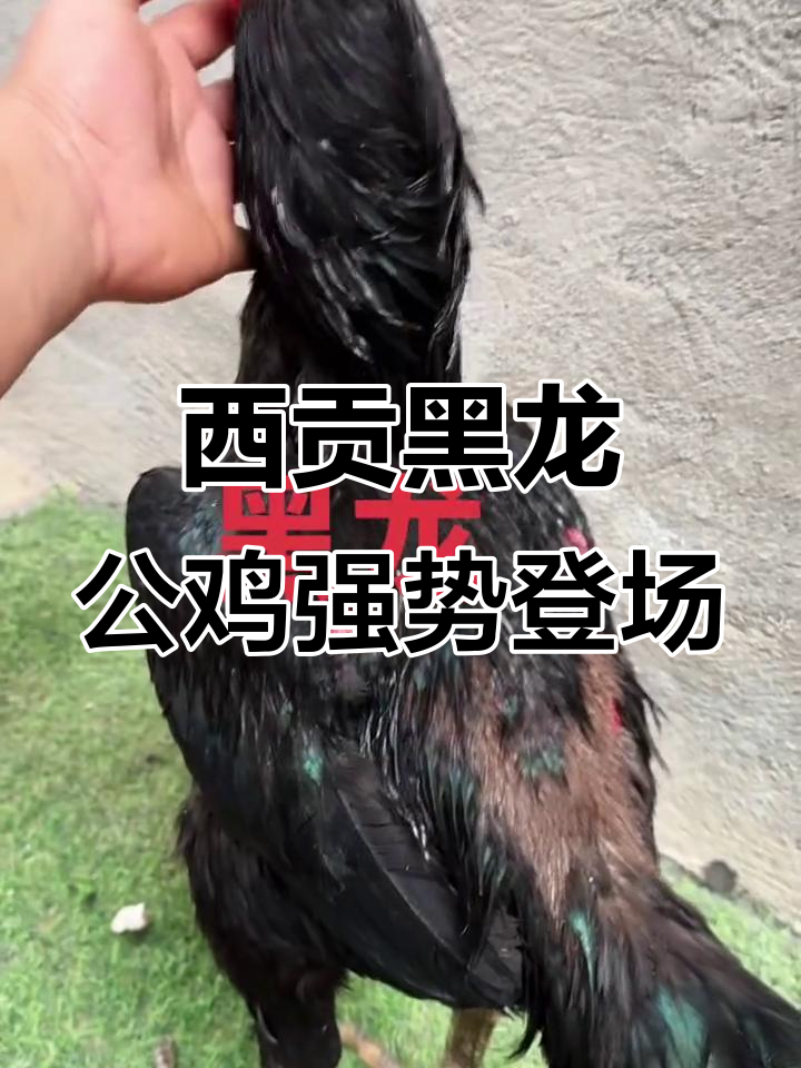 西贡黑龙斗鸡:霸气身形与强壮脚力展示