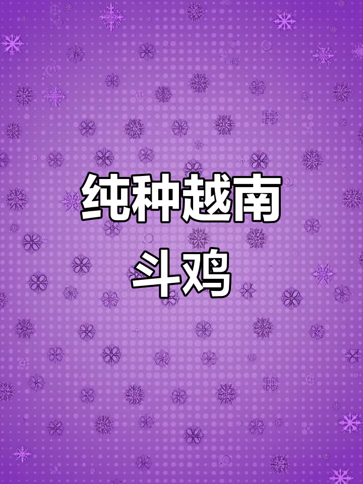 越南斗鸡：纯种大骨架，从小培养潜力无限
