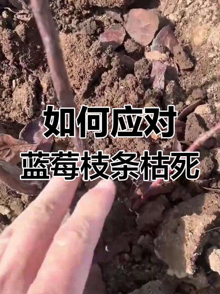 蓝莓枝干枯萎怎么办?冬季冻害防治技巧大公开
