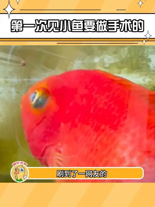 原来小鱼是这样做手术的,长知识了!