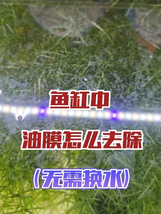 鱼缸中的油膜怎么去除?只需一张卫生纸,不需要换水!那么油膜怎么来的,烂叶子和死鱼都可能会导
