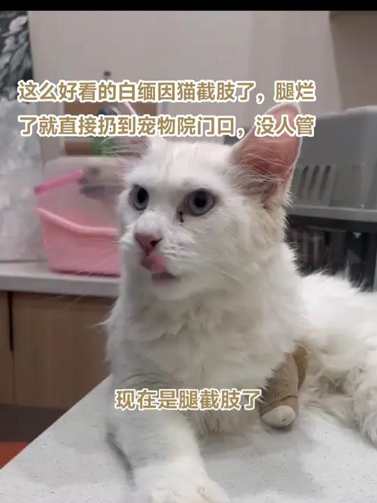 大家看看这只断腿而且已经烂掉的白色缅因猫就这么扔到门口了,那猫孩子断条腿,什么也不耽误,怎