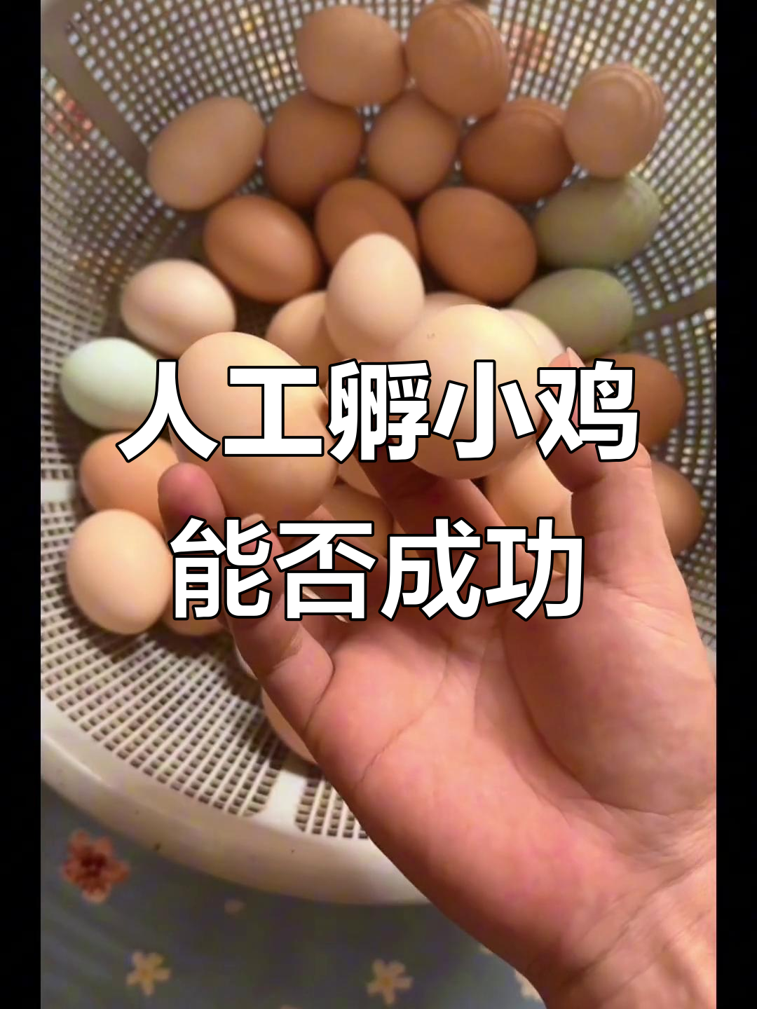 初级玩蛋师挑战:碰水冷藏鸡蛋能孵化吗?