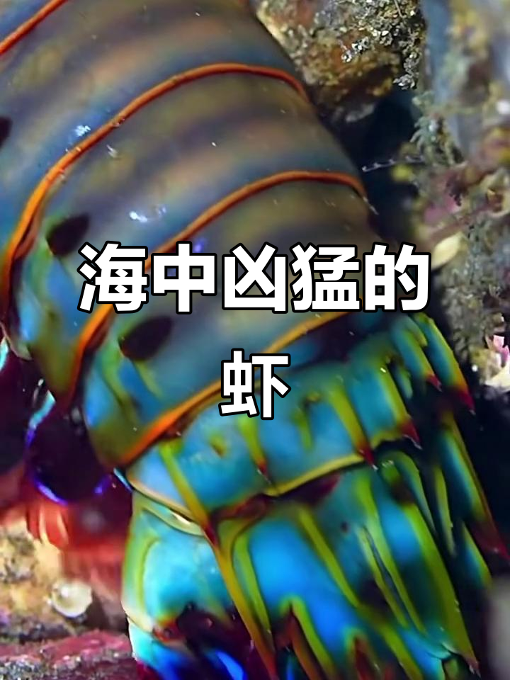 雀尾螳螂虾:海中“拳王”,捕食利器惊人