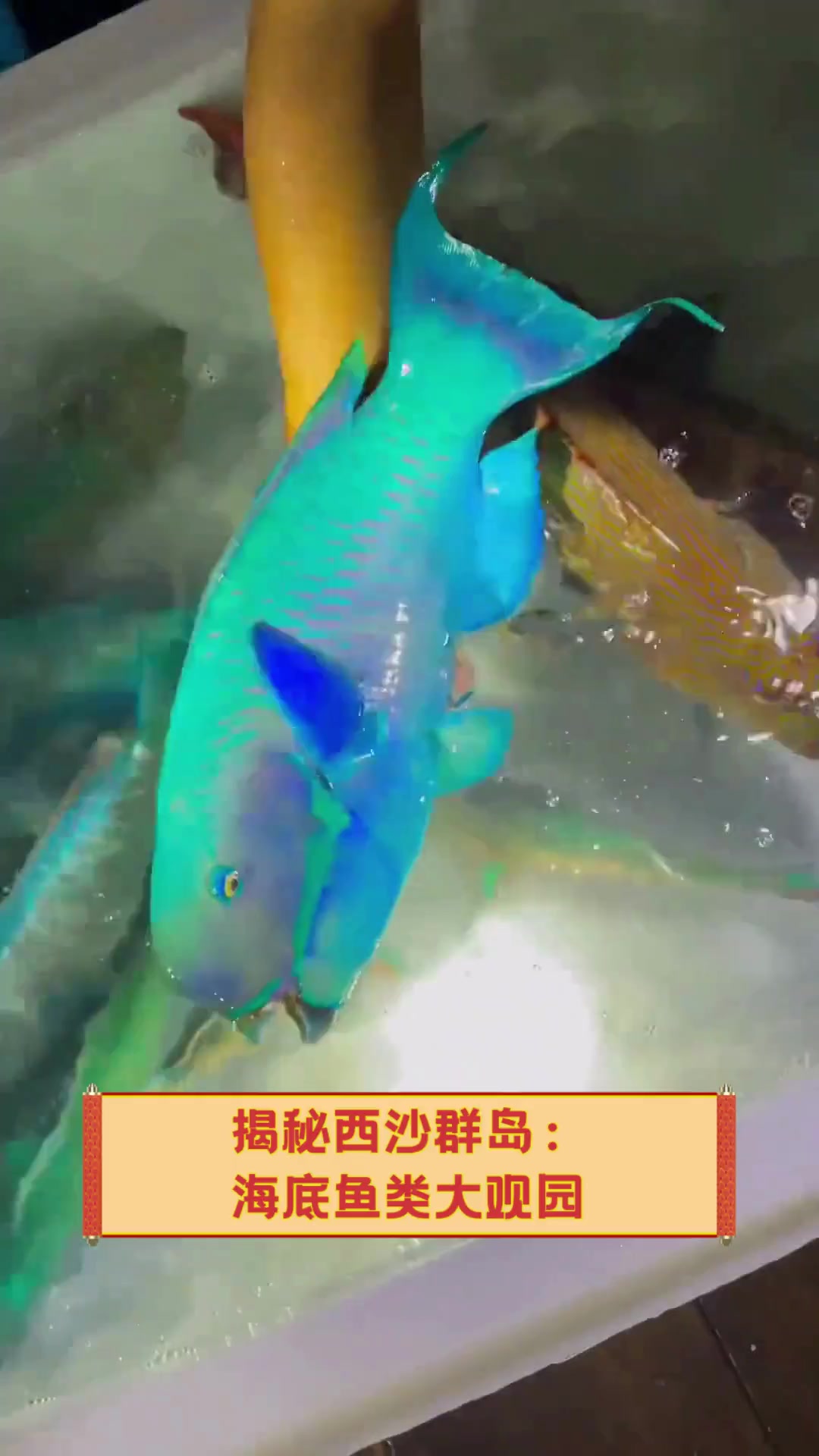 揭秘西沙群岛:海底鱼类大观园
