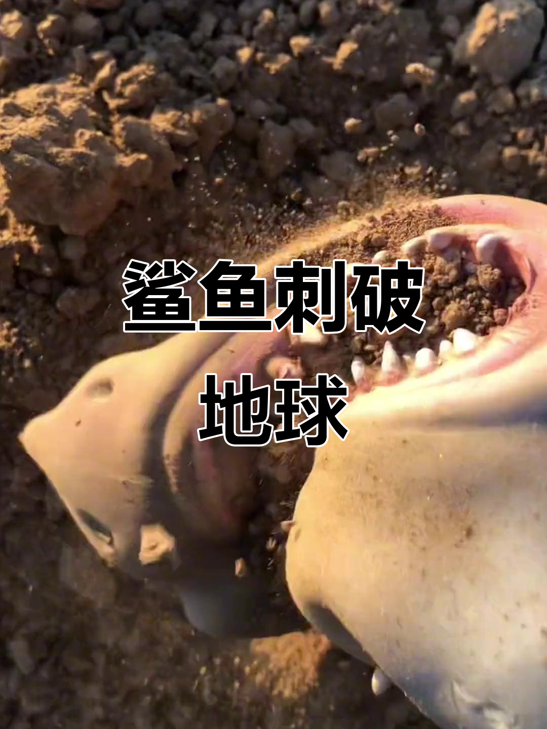 鲨鱼刺穿地球,沙雕日常减压解压