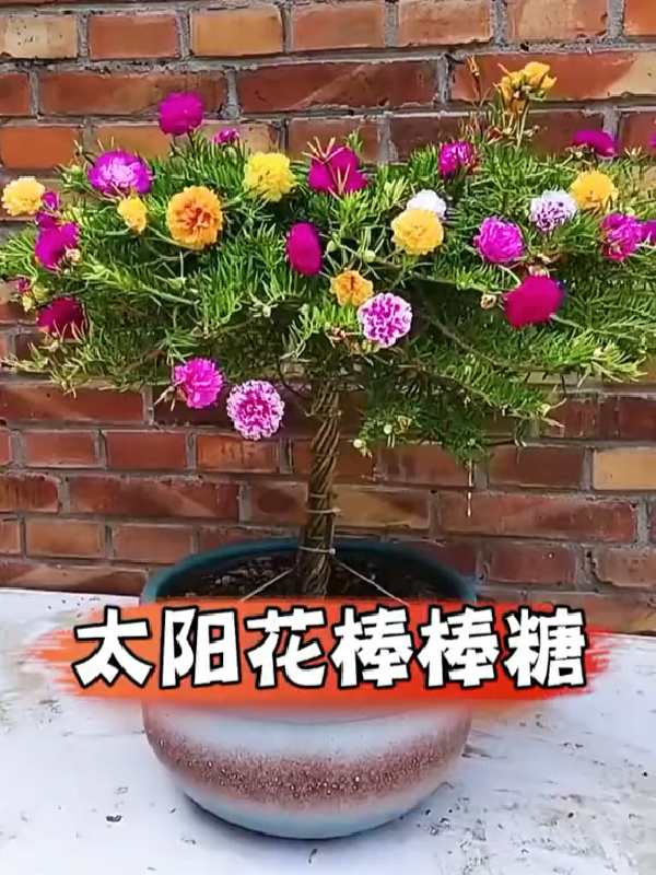 太阳花造型之棒棒糖