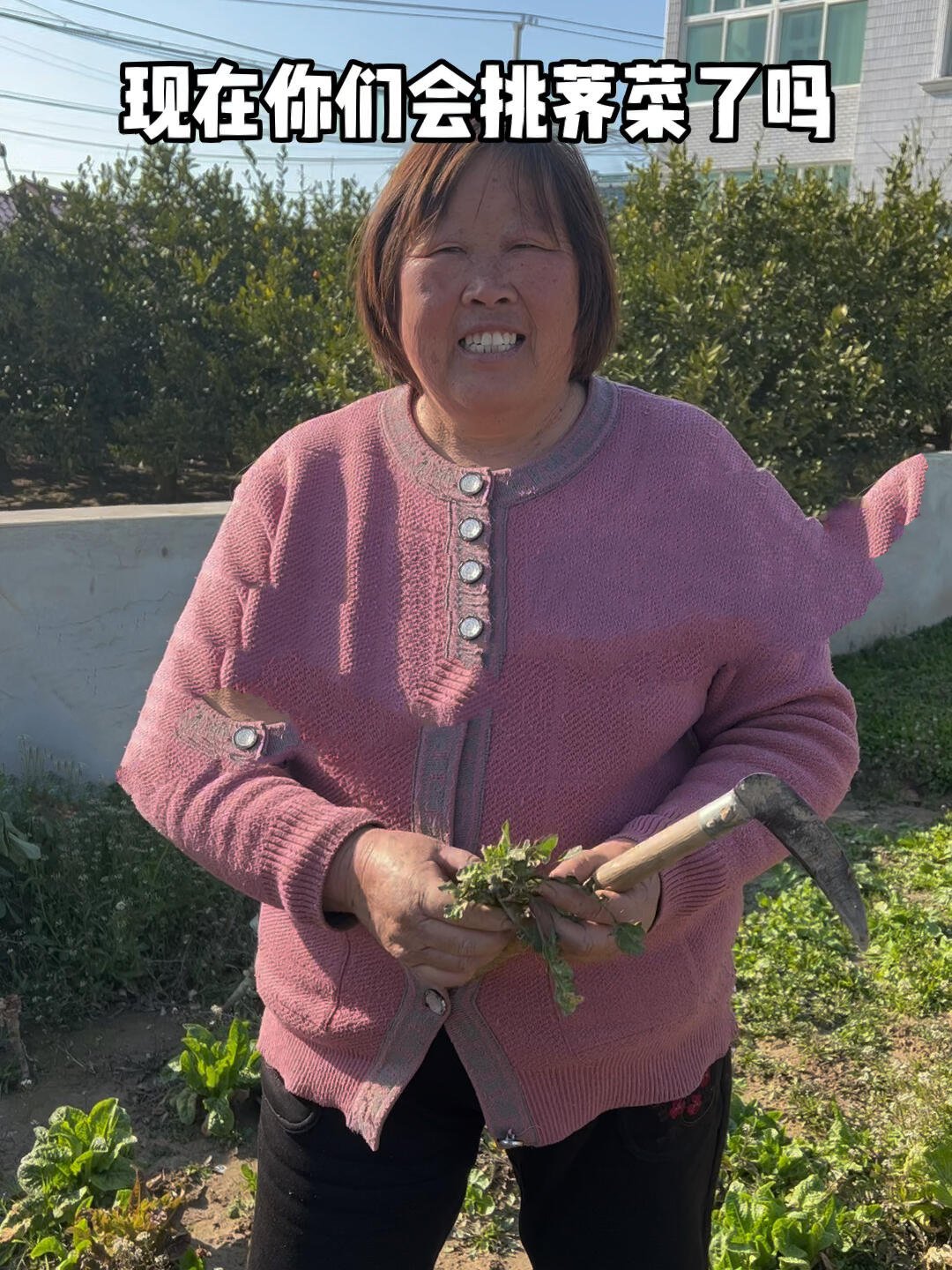 如何辨别野生的荠菜?你学废了吗?