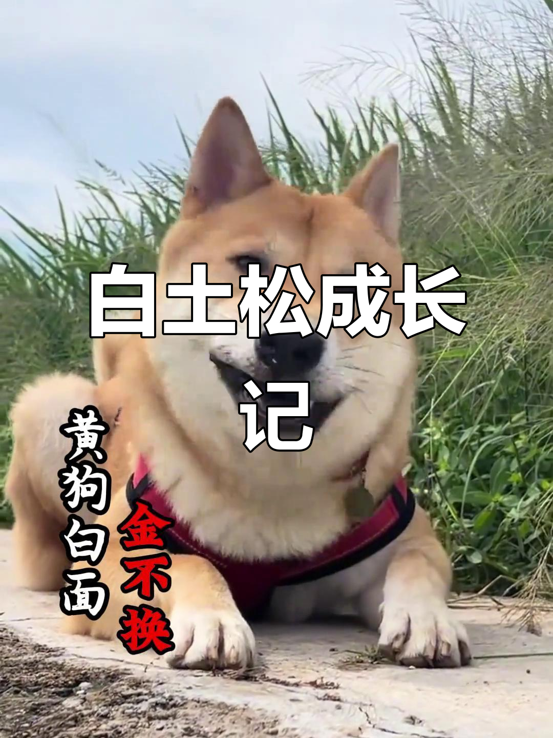 从小黄狗到白土松,中华田园犬的成长与变化