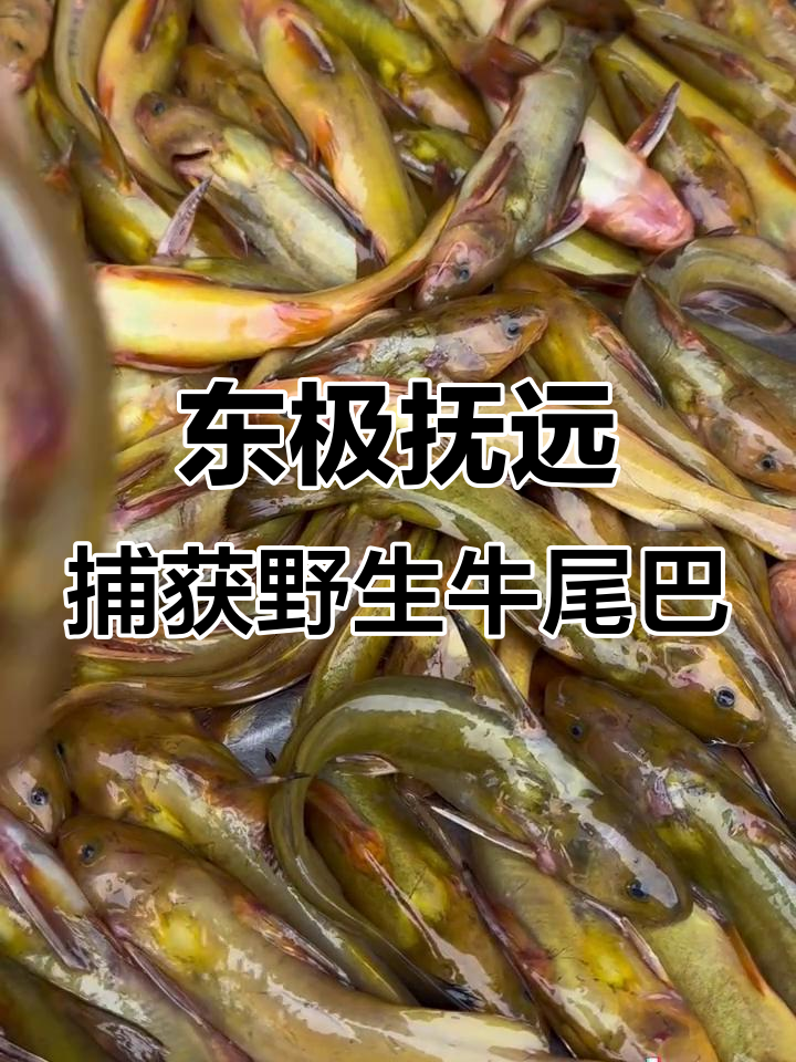 乌苏里江野生牛尾鱼大丰收,渔民捕捞实拍!