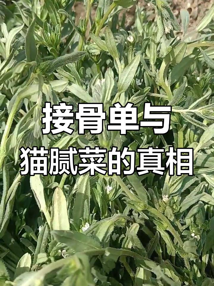 毛妮菜:接骨丹的秘密,竟是这种野味!