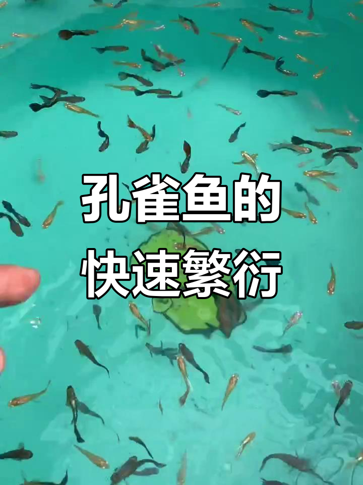 孔雀鱼繁殖能力惊人,两个月就能生一窝小鱼
