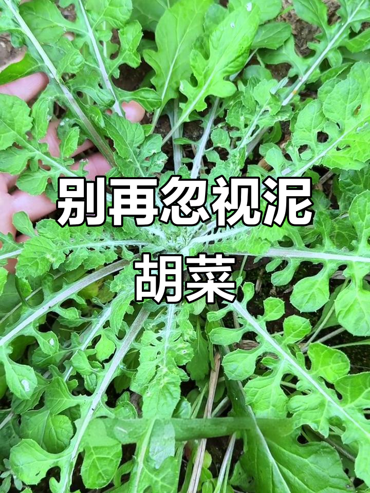 田间常见泥胡菜,竟是喂猪的宝贝!
