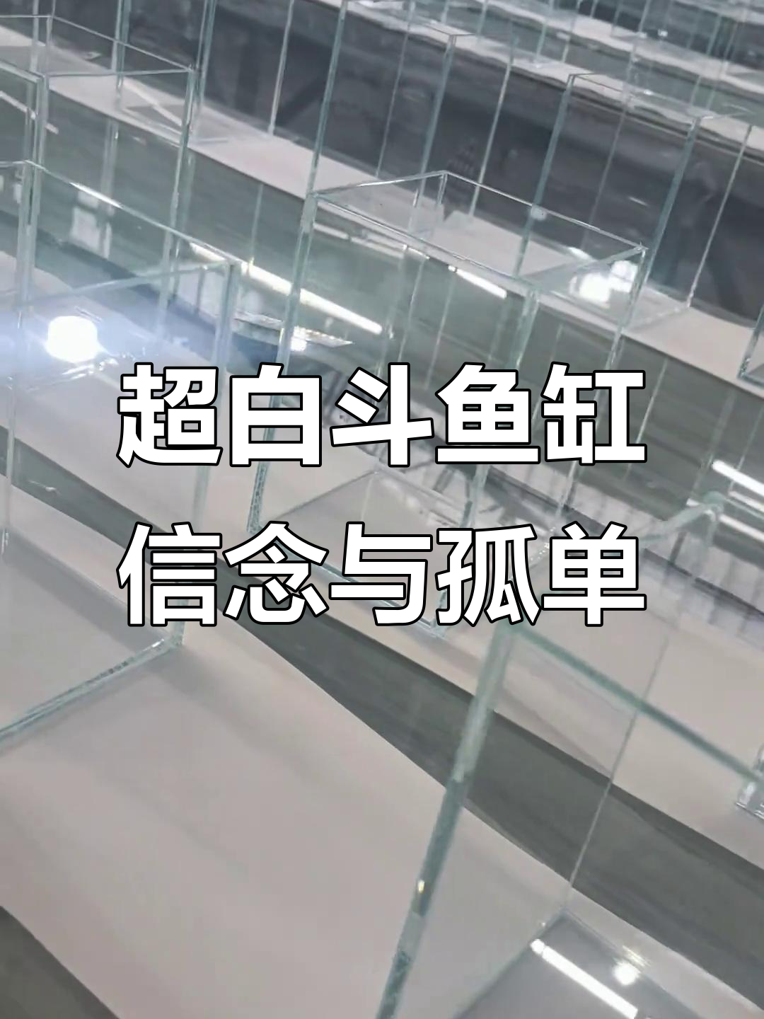 10X10X15超白斗鱼缸,信念与孤独的交织