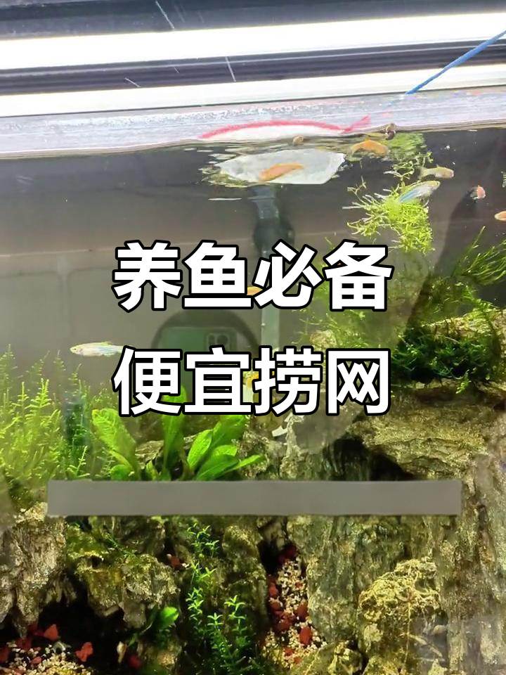 为什么卖鱼商家偏爱这种捞网?分析原因和优点