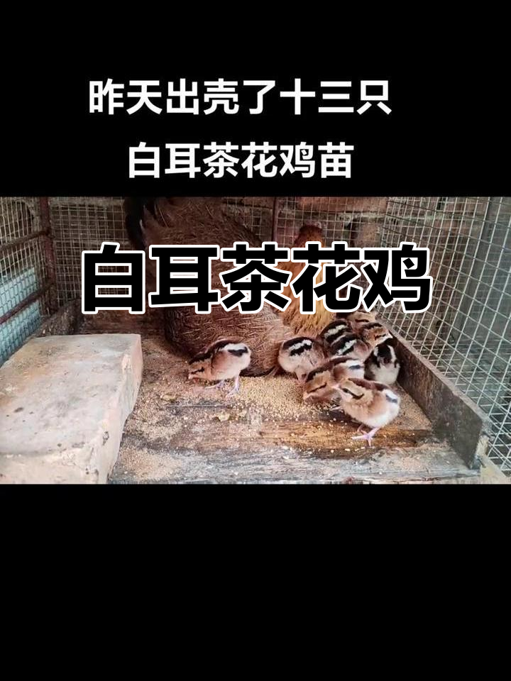 保姆鸡带十三只小鸡,白耳茶花鸡苗等你一起养!