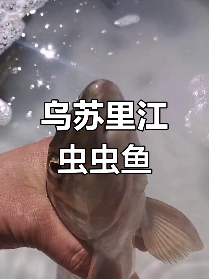 乌苏里江虫虫鱼,两层嘴唇像蛇一样独特