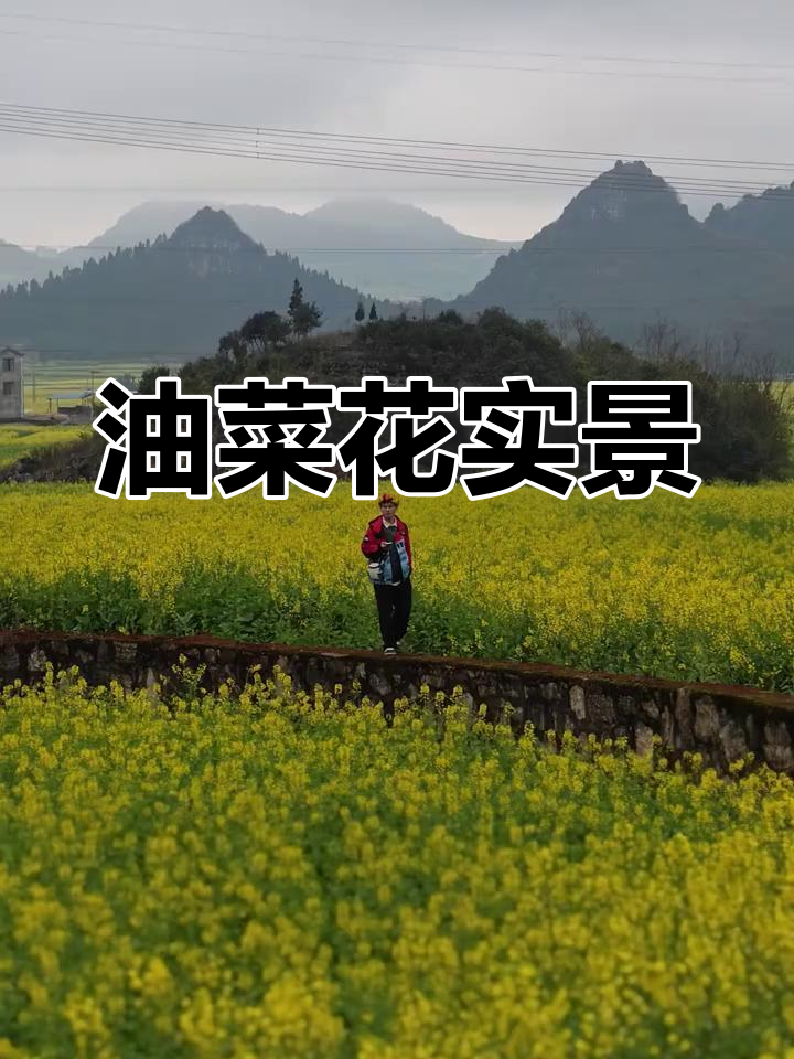 眼前油菜花真实无滤镜,罗平美景尽收眼底