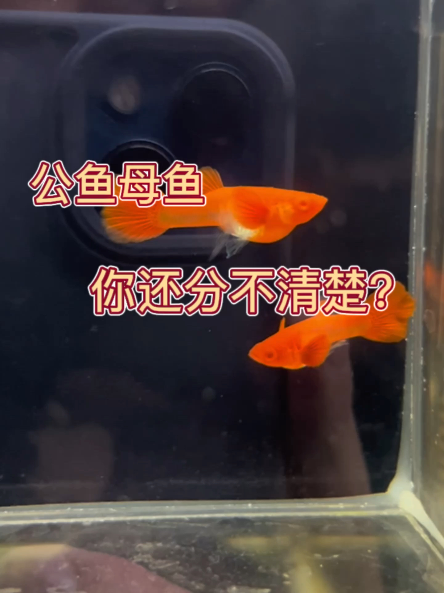 孔雀鱼如何区分公母?