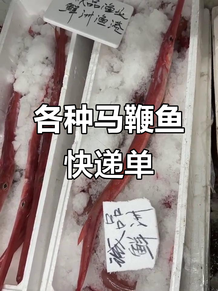 马鞭鱼、烟管鱼和赤杆鱼的快递单大揭秘