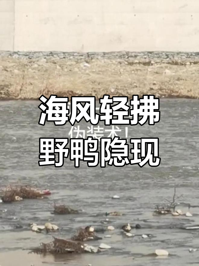 黑白野鸭与海冰融为一体,远看难辨