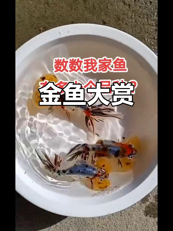 曾经拥有无数美丽金鱼,眼花缭乱,还有哪些品种没见到?