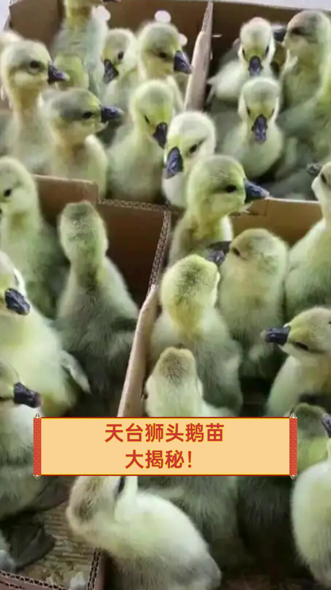 天台狮头鹅苗,大揭秘!