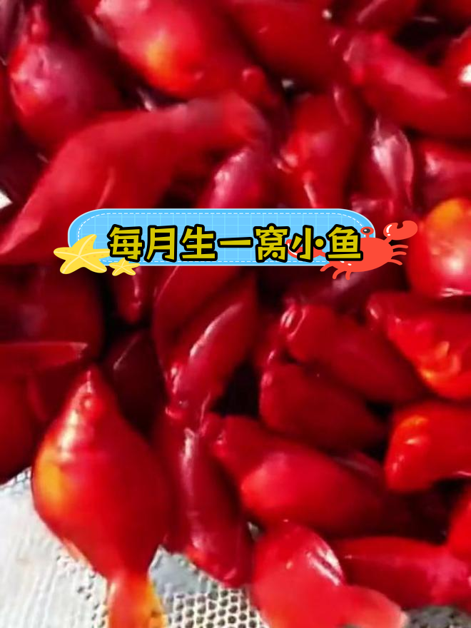 米奇鱼:超强繁殖力,轻松养活