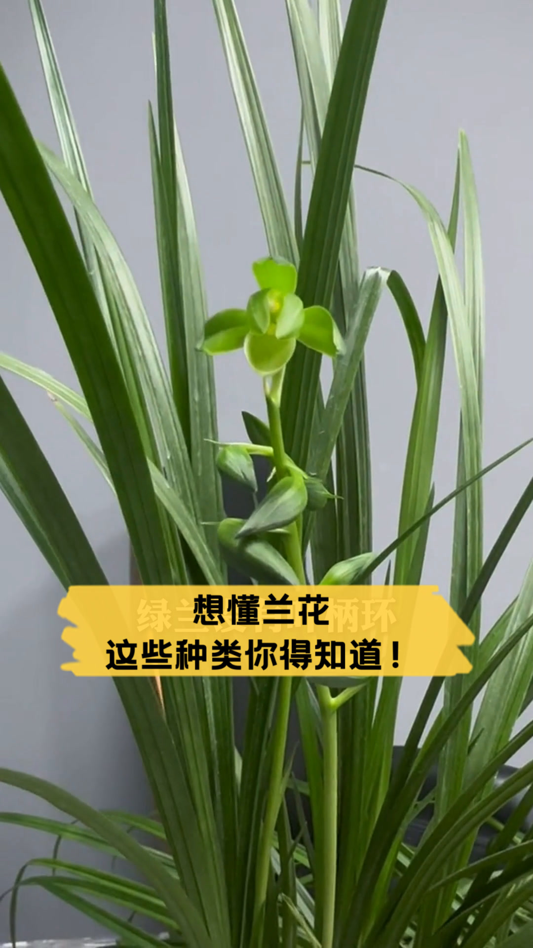 想懂兰花,这些种类你得知道!