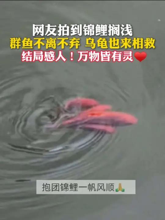 万物皆有灵！网友拍到锦鲤搁浅，群鱼不离不弃，乌龟也来相救，结局感人！（视频来源：步步莲花3