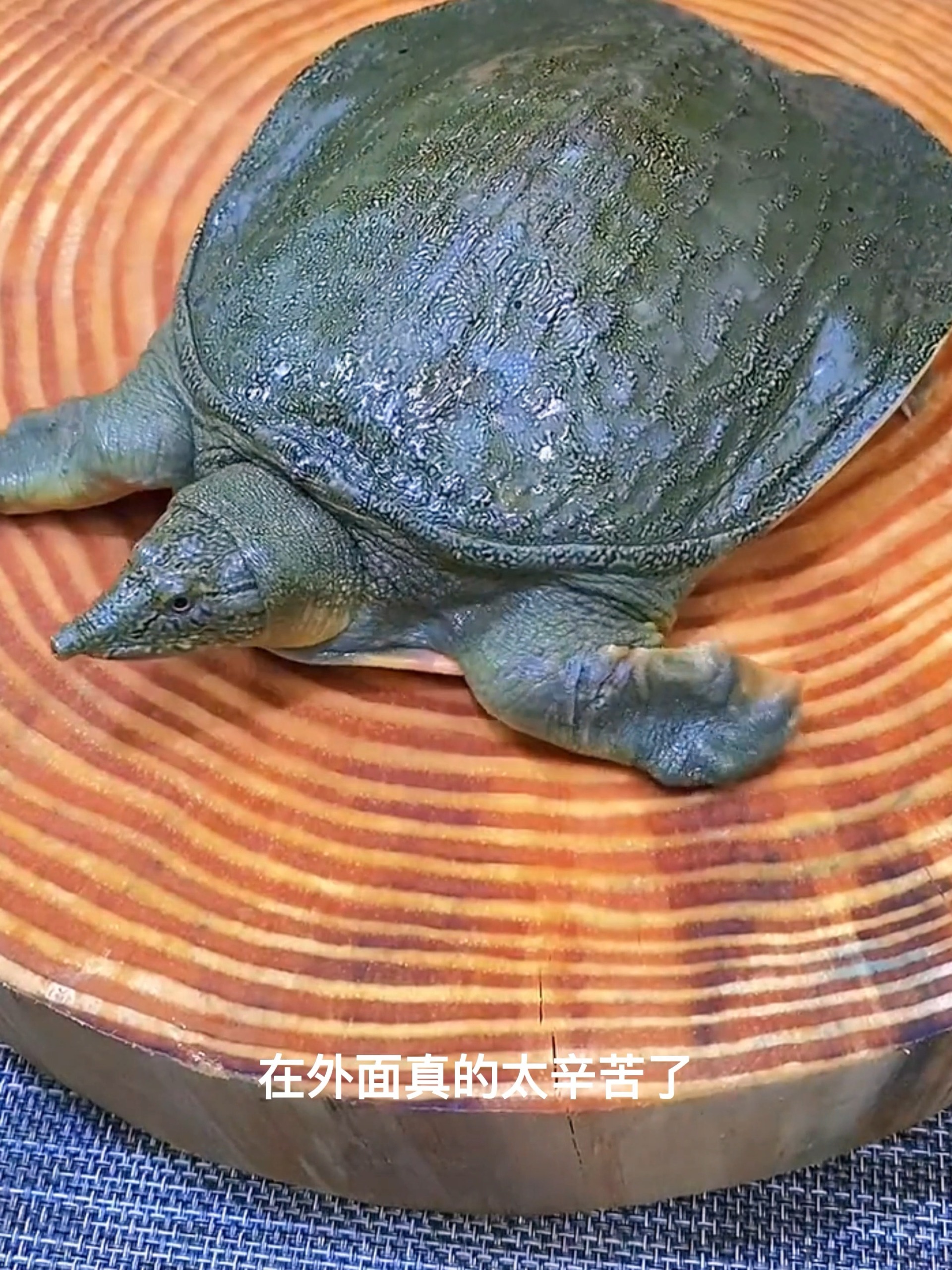 家常版甲鱼汤做法